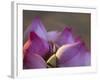 Lotus Flower Bud, Thailand-Keren Su-Framed Photographic Print