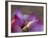 Lotus Flower Bud, Thailand-Keren Su-Framed Photographic Print
