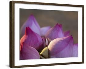 Lotus Flower Bud, Thailand-Keren Su-Framed Photographic Print