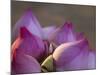 Lotus Flower Bud, Thailand-Keren Su-Mounted Photographic Print