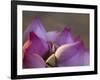 Lotus Flower Bud, Thailand-Keren Su-Framed Photographic Print