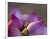 Lotus Flower Bud, Thailand-Keren Su-Framed Photographic Print