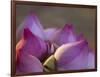 Lotus Flower Bud, Thailand-Keren Su-Framed Photographic Print