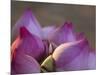 Lotus Flower Bud, Thailand-Keren Su-Mounted Photographic Print