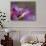 Lotus Flower Bud, Thailand-Keren Su-Photographic Print displayed on a wall