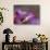 Lotus Flower Bud, Thailand-Keren Su-Photographic Print displayed on a wall