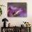 Lotus Flower Bud, Thailand-Keren Su-Photographic Print displayed on a wall