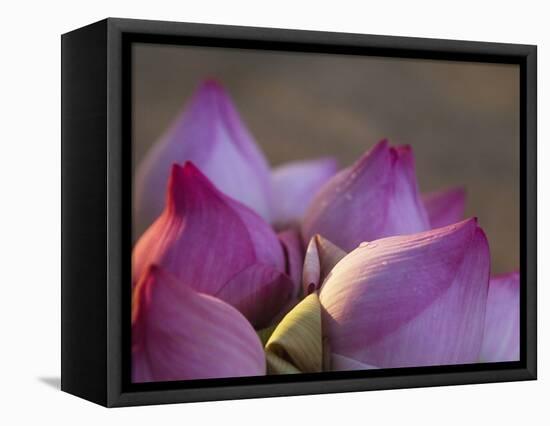 Lotus Flower Bud, Thailand-Keren Su-Framed Stretched Canvas