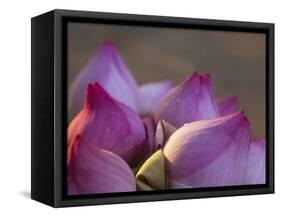 Lotus Flower Bud, Thailand-Keren Su-Framed Stretched Canvas