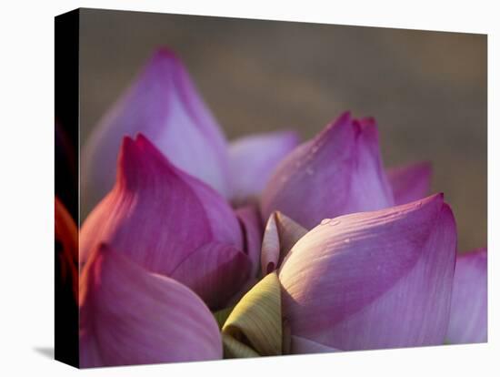 Lotus Flower Bud, Thailand-Keren Su-Stretched Canvas