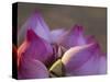 Lotus Flower Bud, Thailand-Keren Su-Stretched Canvas
