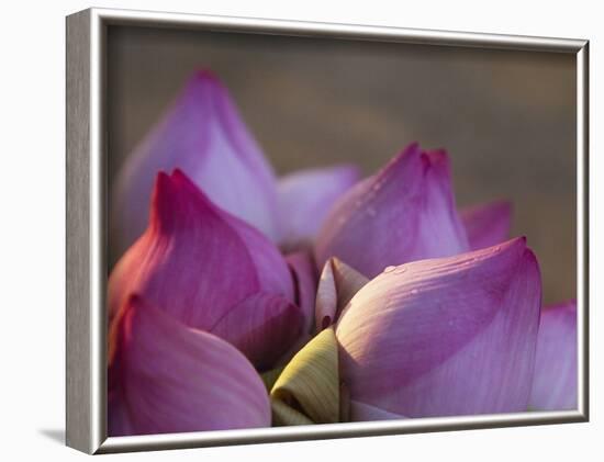 Lotus Flower Bud, Thailand-Keren Su-Framed Photographic Print