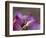 Lotus Flower Bud, Thailand-Keren Su-Framed Photographic Print