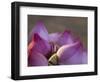 Lotus Flower Bud, Thailand-Keren Su-Framed Photographic Print
