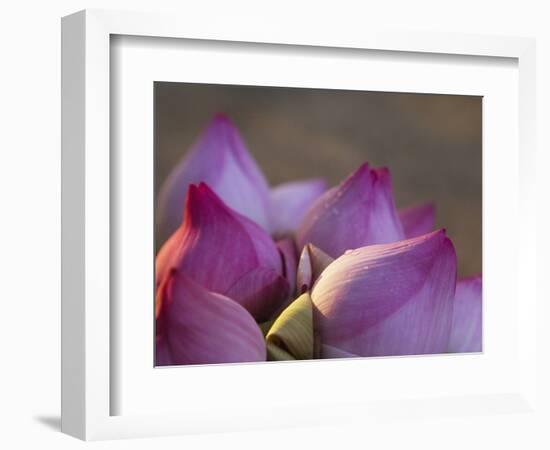 Lotus Flower Bud, Thailand-Keren Su-Framed Photographic Print