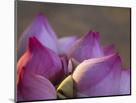 Lotus Flower Bud, Thailand-Keren Su-Mounted Photographic Print