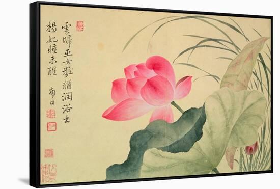 Lotus Flower, by Yun Shou-P'Ing (1633-90), from an 'Album of Flowers', (W/C on Silk Backed Paper)-Yun Shouping-Framed Stretched Canvas