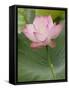 Lotus flower, China-Adam Jones-Framed Stretched Canvas