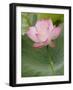 Lotus flower, China-Adam Jones-Framed Photographic Print