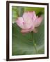 Lotus flower, China-Adam Jones-Framed Photographic Print