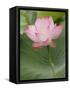 Lotus flower, China-Adam Jones-Framed Stretched Canvas