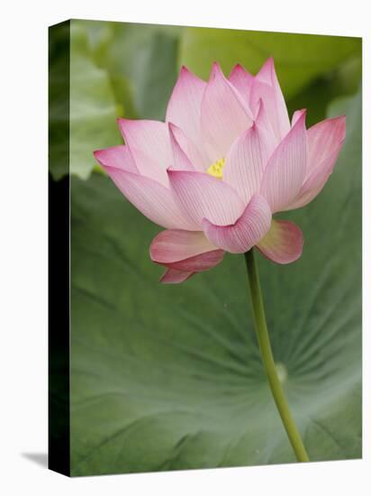 Lotus flower, China-Adam Jones-Stretched Canvas