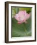 Lotus flower, China-Adam Jones-Framed Photographic Print