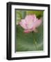 Lotus flower, China-Adam Jones-Framed Photographic Print