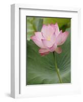 Lotus flower, China-Adam Jones-Framed Photographic Print