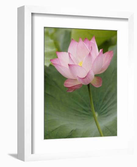 Lotus flower, China-Adam Jones-Framed Photographic Print