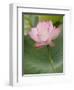 Lotus flower, China-Adam Jones-Framed Photographic Print