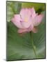 Lotus flower, China-Adam Jones-Mounted Photographic Print