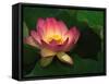 Lotus Flower, Echo Park Lake, Los Angeles, CA-David Carriere-Framed Stretched Canvas