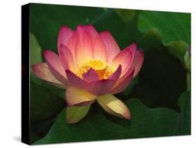Lotus Flower, Echo Park Lake, Los Angeles, CA-David Carriere-Stretched Canvas