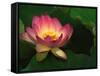 Lotus Flower, Echo Park Lake, Los Angeles, CA-David Carriere-Framed Stretched Canvas