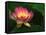 Lotus Flower, Echo Park Lake, Los Angeles, CA-David Carriere-Framed Stretched Canvas