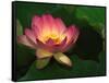 Lotus Flower, Echo Park Lake, Los Angeles, CA-David Carriere-Framed Stretched Canvas