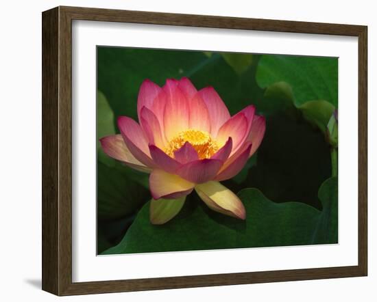 Lotus Flower, Echo Park Lake, Los Angeles, CA-David Carriere-Framed Premium Photographic Print