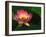 Lotus Flower, Echo Park Lake, Los Angeles, CA-David Carriere-Framed Premium Photographic Print