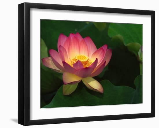 Lotus Flower, Echo Park Lake, Los Angeles, CA-David Carriere-Framed Premium Photographic Print