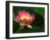 Lotus Flower, Echo Park Lake, Los Angeles, CA-David Carriere-Framed Premium Photographic Print