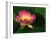 Lotus Flower, Echo Park Lake, Los Angeles, CA-David Carriere-Framed Premium Photographic Print