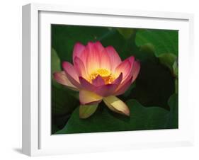 Lotus Flower, Echo Park Lake, Los Angeles, CA-David Carriere-Framed Premium Photographic Print