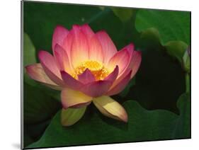 Lotus Flower, Echo Park Lake, Los Angeles, CA-David Carriere-Mounted Premium Photographic Print