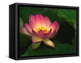 Lotus Flower, Echo Park Lake, Los Angeles, CA-David Carriere-Framed Stretched Canvas