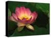 Lotus Flower, Echo Park Lake, Los Angeles, CA-David Carriere-Stretched Canvas