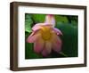 Lotus Flower, Echo Park Lake, Los Angeles, CA-David Carriere-Framed Photographic Print