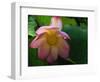 Lotus Flower, Echo Park Lake, Los Angeles, CA-David Carriere-Framed Photographic Print
