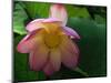 Lotus Flower, Echo Park Lake, Los Angeles, CA-David Carriere-Mounted Photographic Print