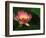 Lotus Flower, Echo Park Lake, Los Angeles, CA-David Carriere-Framed Photographic Print